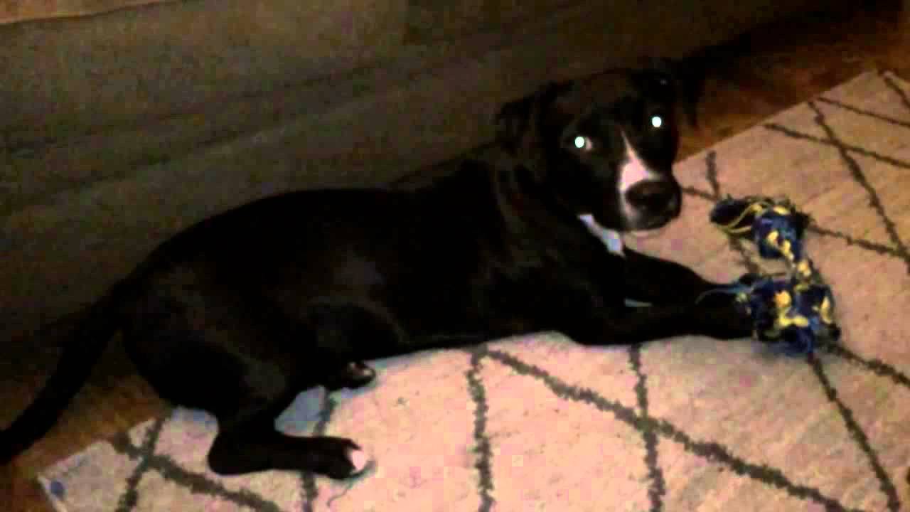 Freddy the Demon Pup