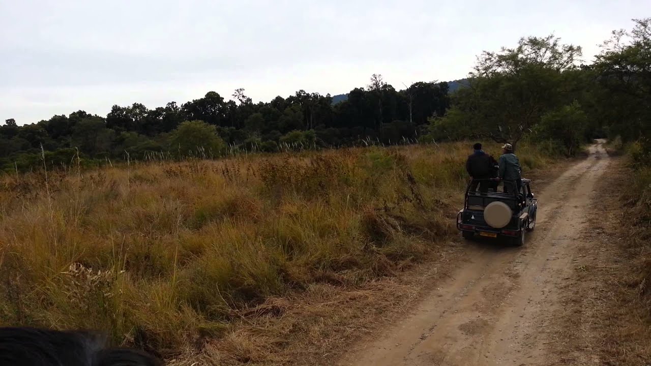 A rare video of tiger hunting a deer in Jim Corbett National Park