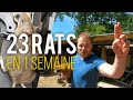 Comment se débarrasser des RATS dans un élevage ? (Partie 2/2)