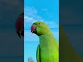 Bolne wala parrot 🦜 #minivlog #parrot #birds #shorts
