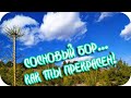 🌸Сосновый бор... как ты прекрасен! 🌸Любуйтесь вечной красотой!🌸Good morning🌸