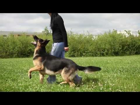 lexus-(ares-slovraj)-17-months---the-german-shepherd-tricks