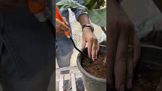 Weeding Made Simple | Budget-Friendly Weeder Tool You Must Try