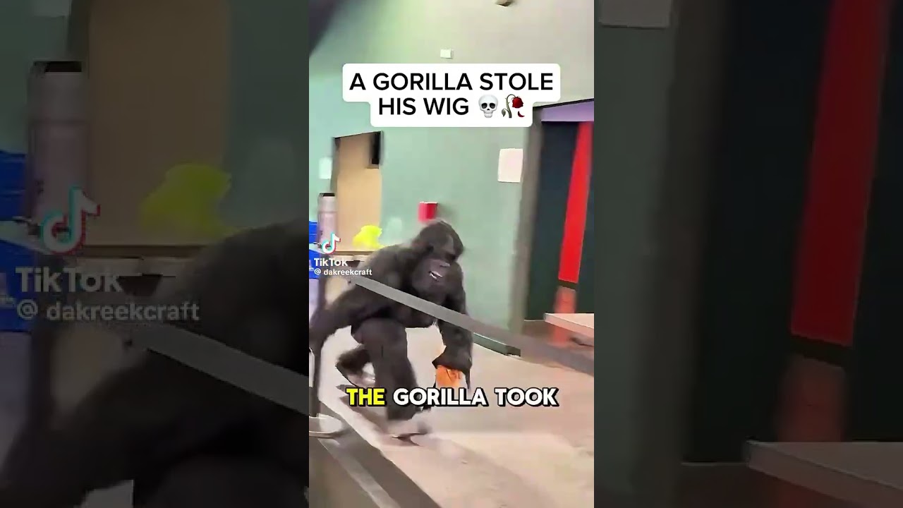 Famous youtuber @KreekCraft  lost his wig to a  big ape 🦍 😂