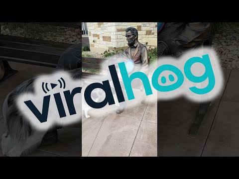 Abe Lincoln Won't Throw Frisbee for Perky Pup || ViralHog