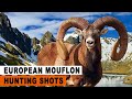 European mouflon hunting in france  chasse au mouflon en france  2023