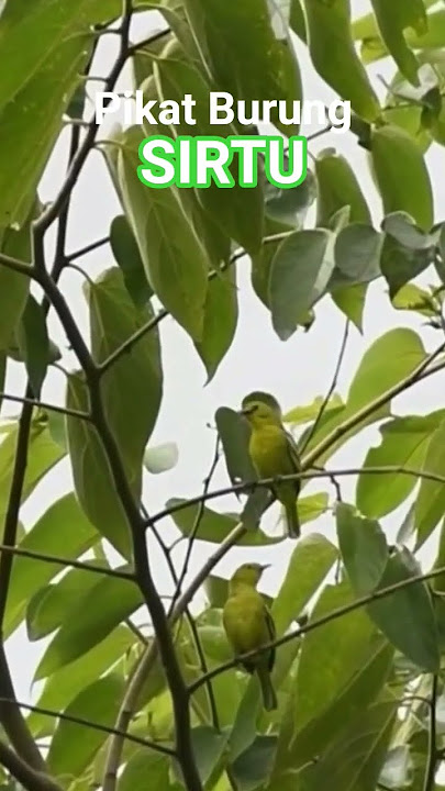 Suara Pikat Burung Sirtu