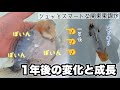 【１年後の成長結果】３匹の金魚の成長と変化を追いました 同じ関東東錦を動画で見比べる @peperia