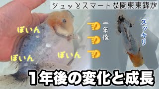 【１年後の成長結果】３匹の金魚の成長と変化を追いました 同じ関東東錦を動画で見比べる @peperia