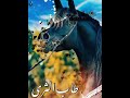 أناشيد إسلامية حالات واتس طاب الثرى