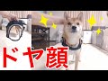 ドヤ顔でスポッとハーネスにはまる柴犬