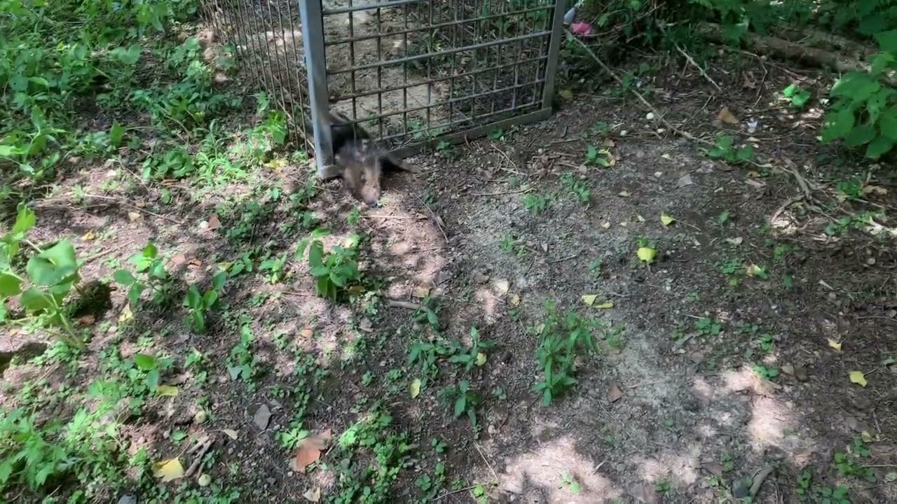 2025.08.05 ウリ坊のギロチン…Σ（ﾟдﾟlll）