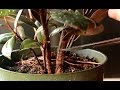 Indian Rubber Tree Bonsai, Jan 2017