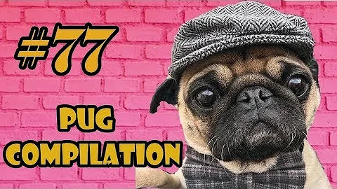 NEW ! Pug Compilation 77 - Funny Dogs but only Pug Videos | Instapugs