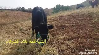 الحصاد في الشياظمة 2017 Chyadma Bilad Chorfa