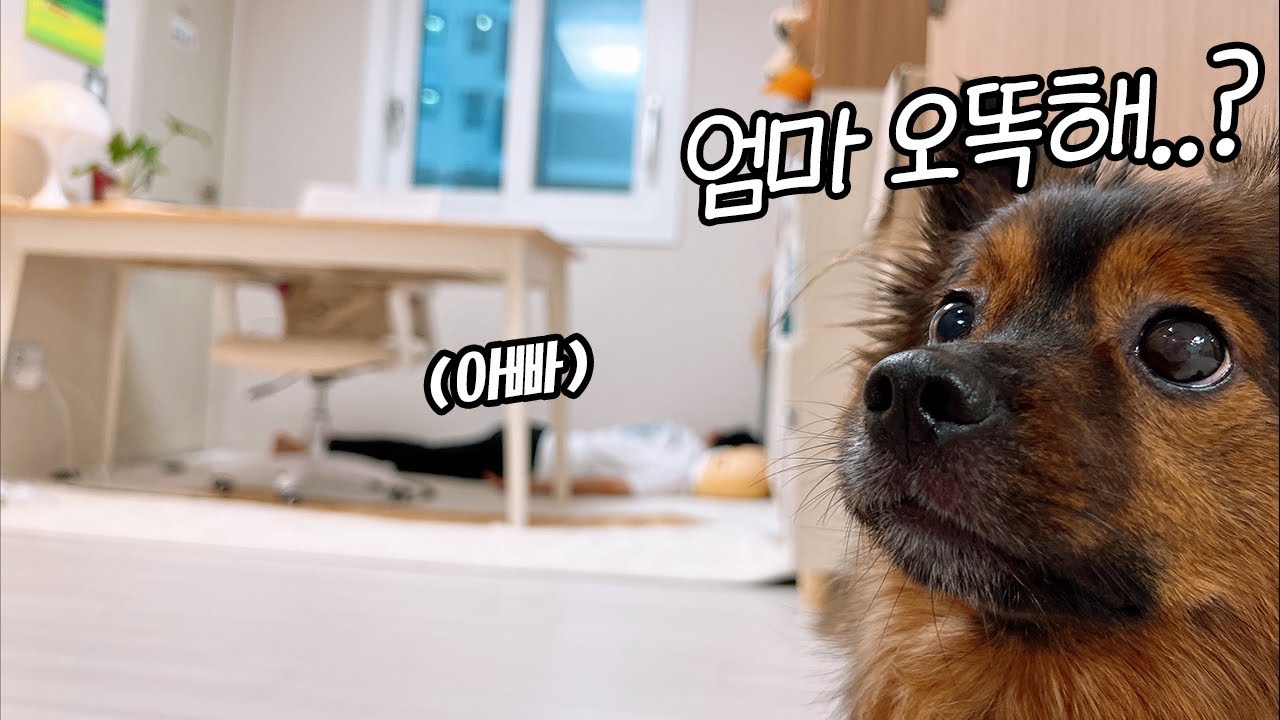 들어가면 안되는 방에 아빠가 쓰러져있자 걱정하는 강아지들.. ㅠㅠㅠ