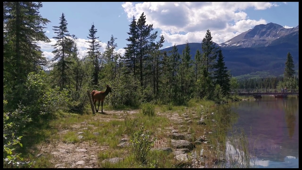 Beautiful Day Trip to Jasper