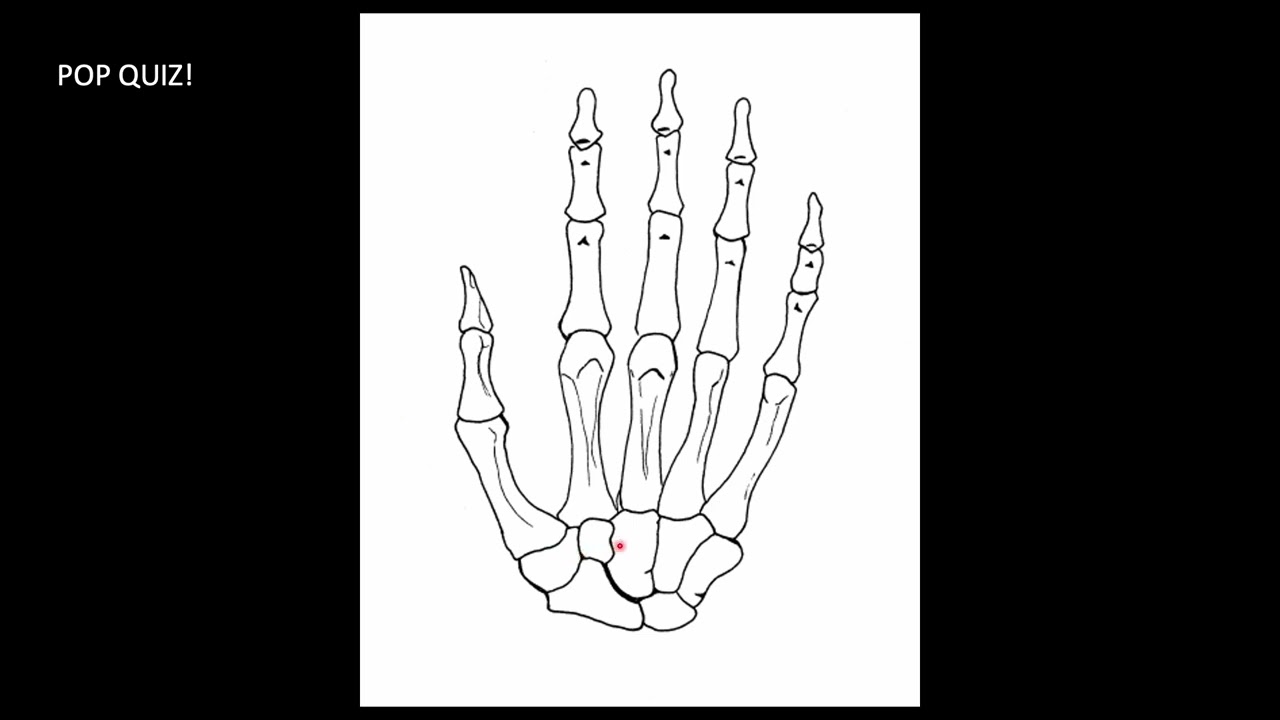 Elbow & Wrist POCUS | Diagnose Tendinopathy, Nerve Entrapment & More