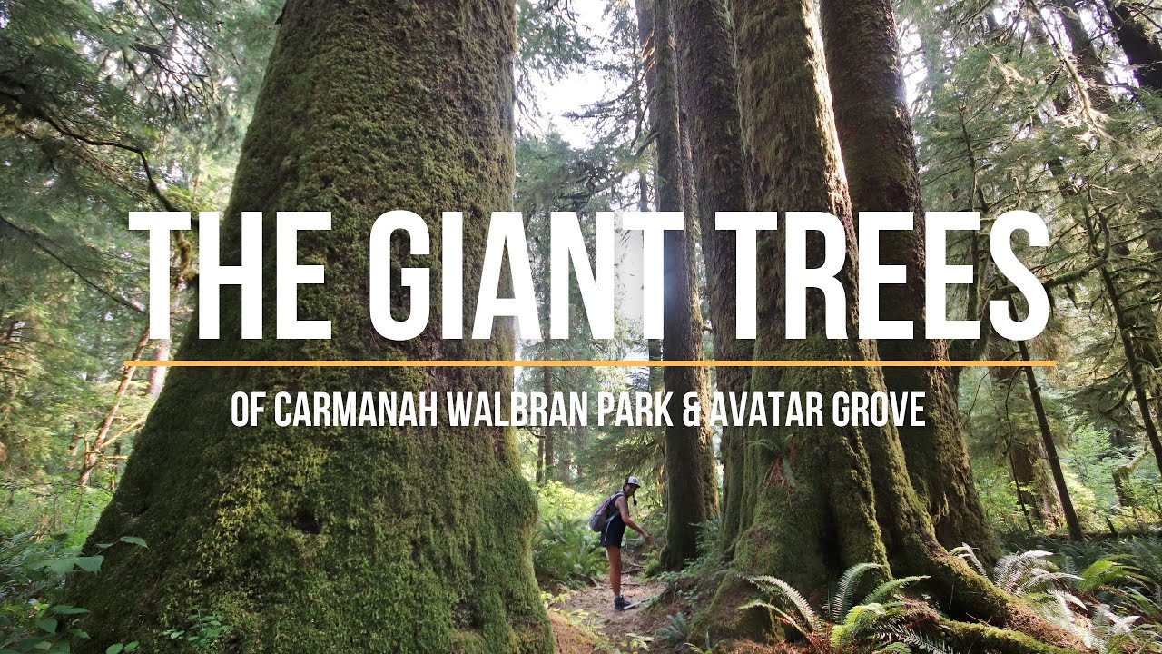 Vancouver Island: the giant trees of Carmanah Park and Avatar Grove