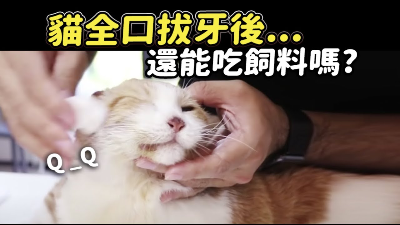 貓全口拔牙後 還能吃飼料嗎 志銘與狸貓 Youtube