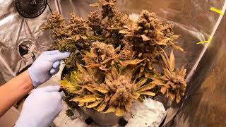 Gelato-zbiory