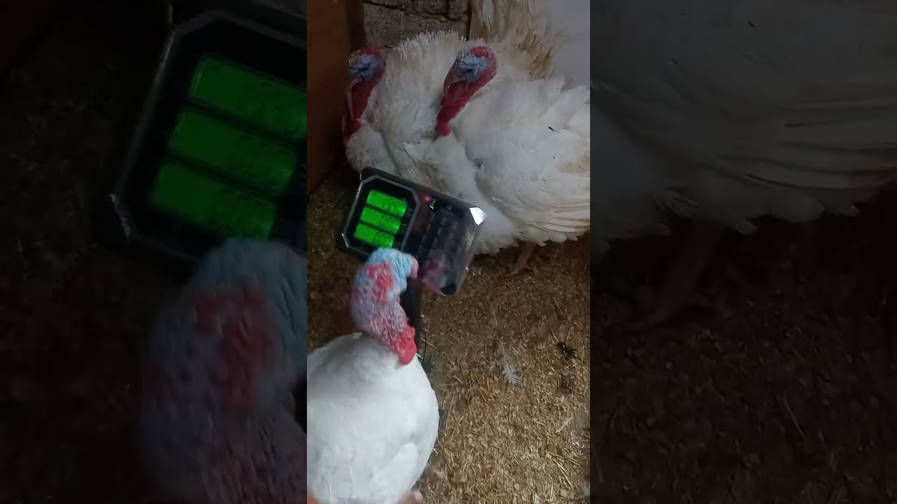 kanada hinduşkaları 13kq+24kq