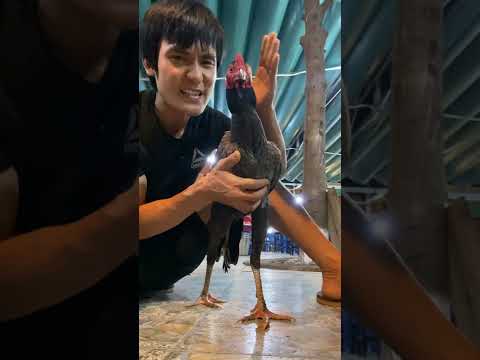 Video Cách phòng trống bệnh khò khè cho chiến kê ,gà trọi... - youtube