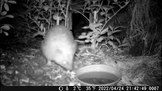 Hedgehog Highway Spring 2022