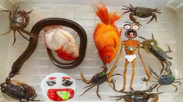 Kem Ốc Chanel bị con rắn khổng lồ đuổi, quái vật, quỷ đầu loa đi bắt con cua, con vịt, con cá, mèo.