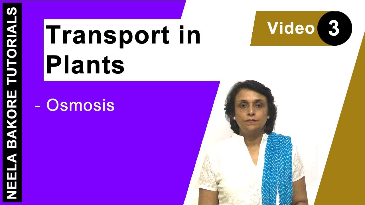 Transport in Plants - Osmosis osmosis 会社