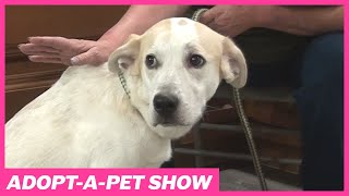 Watch the Latest Adopt-A-Pet Show (May 9, 2024)