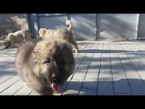 კავკასიური ნაგაზის ლეკები 2 თვის