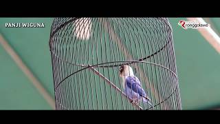 SUARA BURUNG - Lovebird Saviola Kembali Menang Di Piala Dandim 0729 Bantul