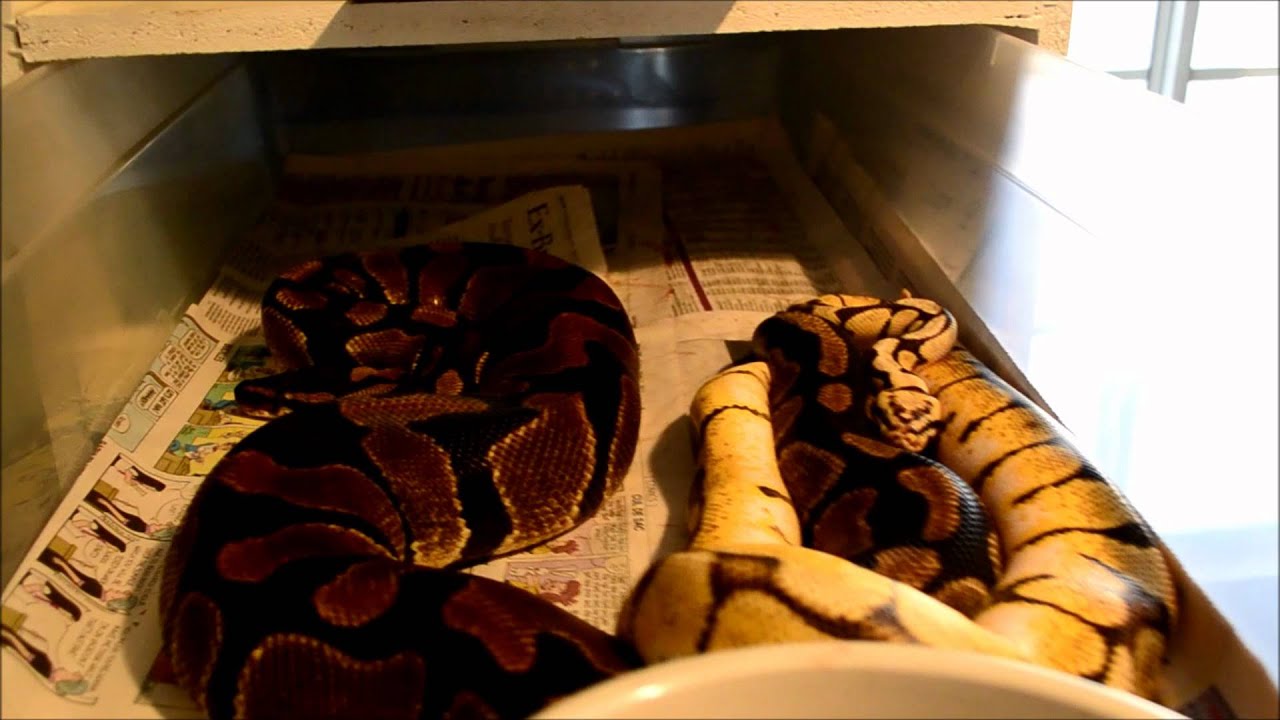 sweetwater First Lock Up of the Season!!!