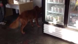 Dog play