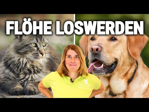 Video: Wie Man Flöhe Bei Hunden Loswird
