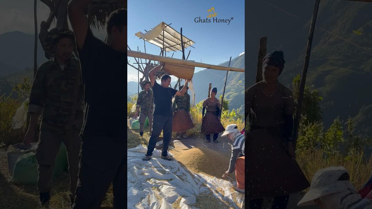 இமயமலை நெல் அறுவடை !! பாக்கவே அவ்ளோ அழகு 😊 Totally organic 💯 #ghatshoney #organic