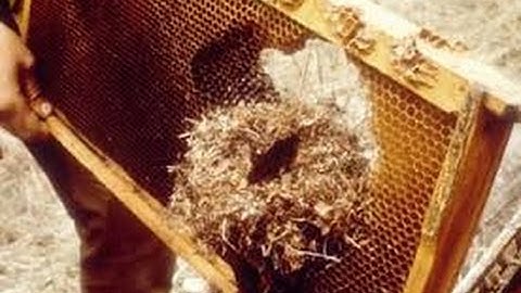 Backyard Beekeeping Part 26 (S5:E1): Mouse Damage