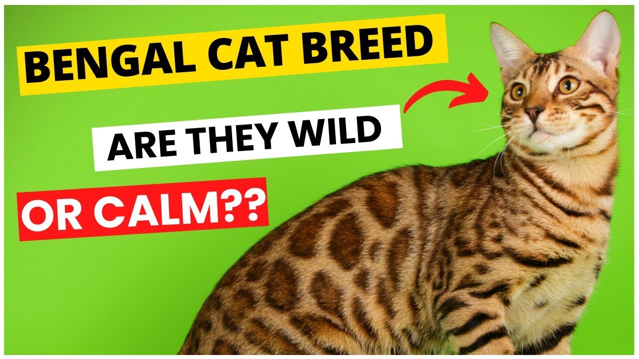 Bengal Cat Breed Information and Characteristics Must Things to Know