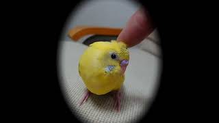 セキセイインコをひたすらカキカキしてみた