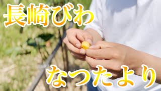 沖縄で長崎びわ「なつたより」を作って食べてみた．