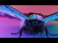 ANCIENT INSECTS | How Dragonflies Outlived The Dinosaurs | 4K