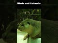 Cute Birds and Animals Sounds videos #wildlifesounds #ytshorts  #birds #...