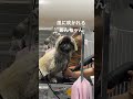 風に吹かれる美女 #杏子, #あんこ, #保護犬, #ペキニーズ,  #pekingese, #dog, #猫っぽい, #anko