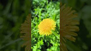 Sunlit Dandelion Glow 🌼✨ Peaceful Nature &amp; Birdsong
