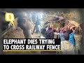 Elephant dies while trying to cross railway fence near nagarhole  the quint