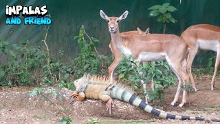 It's Great To See Impala And Iguana Peacefully Coexisting