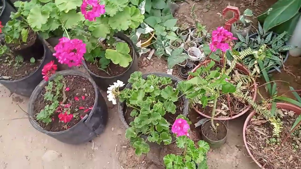 Como cultivar gerânios/Dicas de cutivo