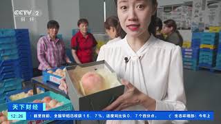 [天下财经]江苏无锡：水蜜桃电商销售火爆 大桃远销国外| 财经风云