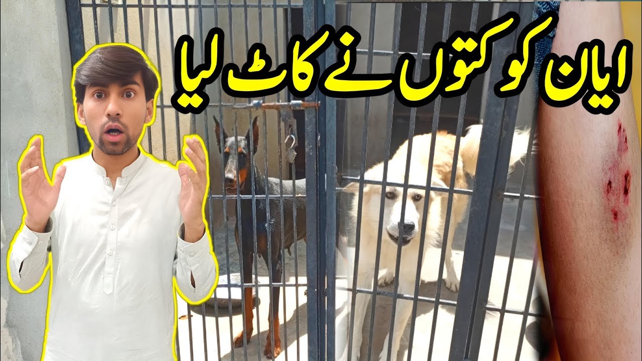 Dog Bite | Ayyan Ko Kuty Ny Kaat Liya 😯 | Dangerous Dog